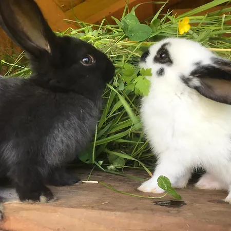 Lantställe Hinkerhof Schladming