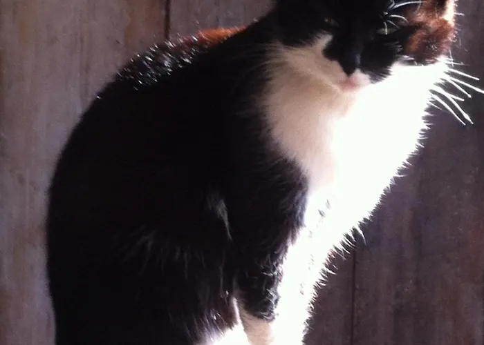 Hinkerhof 乡村民宿 *