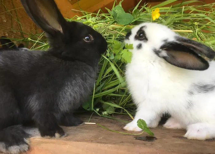 乡村民宿 Hinkerhof 斯拉德明