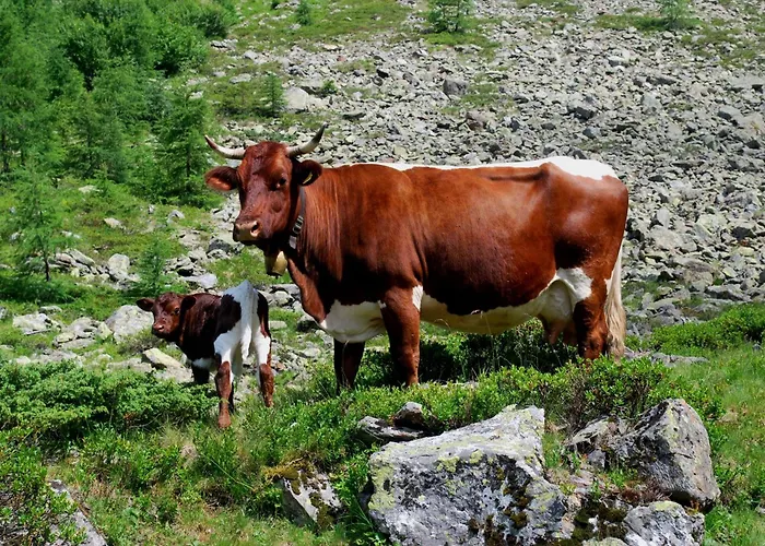 Hinkerhof * 斯拉德明