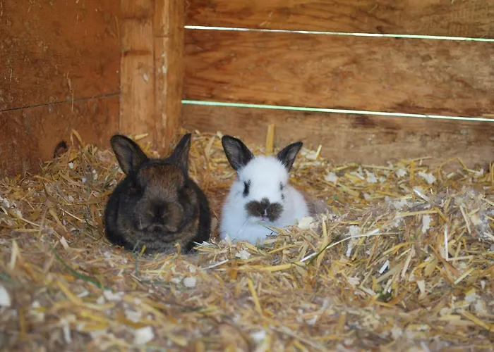 Hinkerhof Kır Evi Schladming